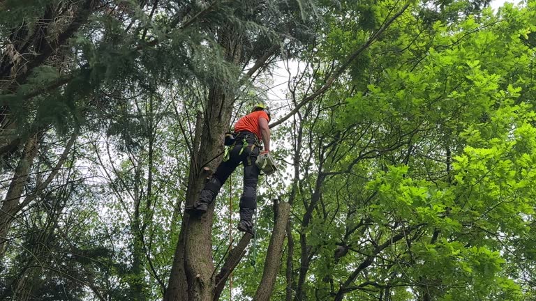 How Our Tree Care Process Works  in  Dallas Center, IA