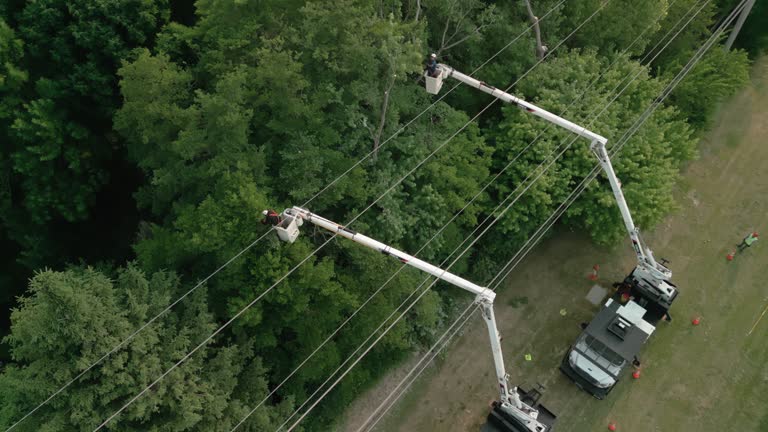 Best Root Management and Removal  in Dallas Center, IA